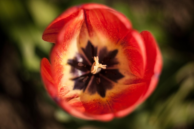 Close-up di papavero rosso in fiore all'aperto