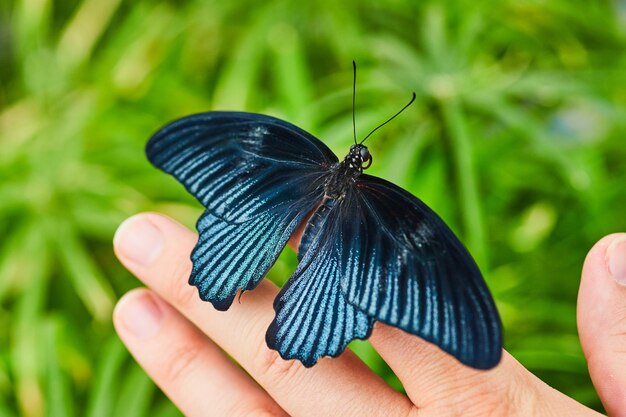 Close-up di Papilio Memnon farfalla blu e nera alata che riposa le punte delle dita con il cespuglio sotto