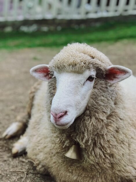 Close-up di pecore all'aperto