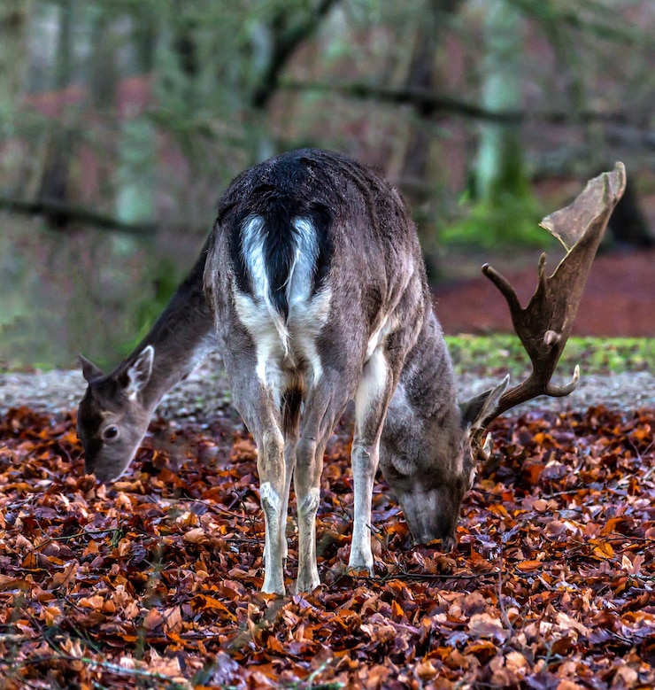 Foto close-up di pecore in piedi sul campo durante l'autunno