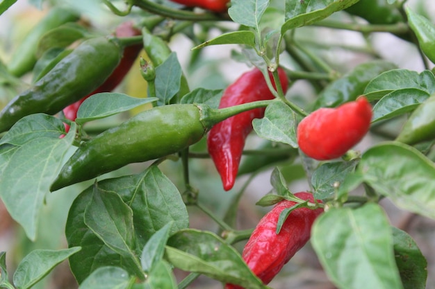 Close-up di peperoni piccanti che crescono sulla pianta