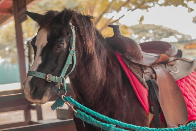 Close-up di persone a cavallo