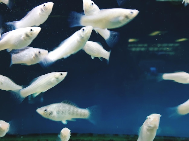 Close-up di pesci che nuotano in acquario