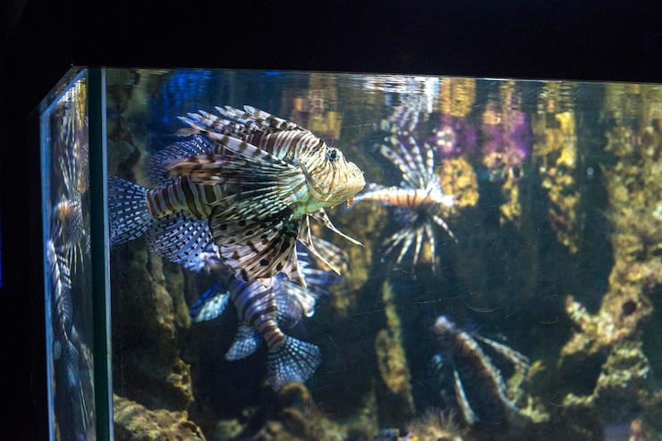 Foto close-up di pesci che nuotano in acquario