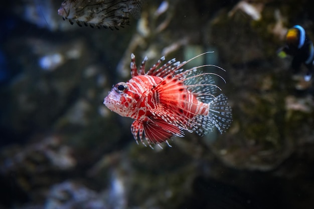 Close-up di pesci Dendrochirus brachypterus nell'acquario