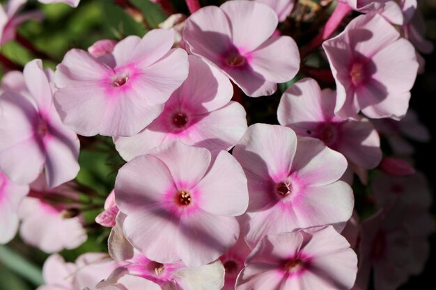Close-up di piante a fiore rosa in un parco