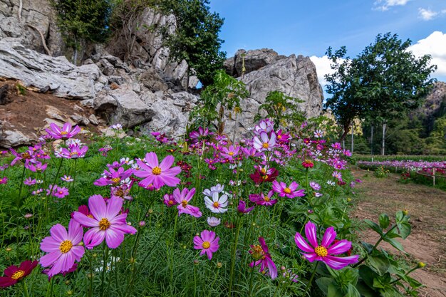 Close-up di piante a fiore rosa sul campo