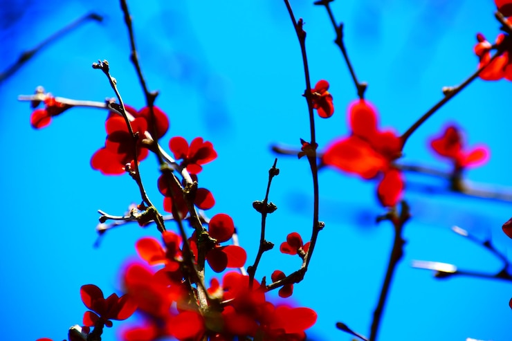 Foto close-up di piante a fiore rosso contro il cielo blu