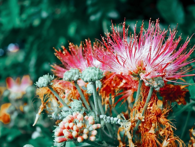 Close-up di piante a fiore rosso