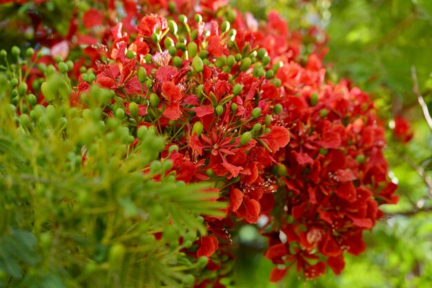 Close-up di piante a fiore rosso