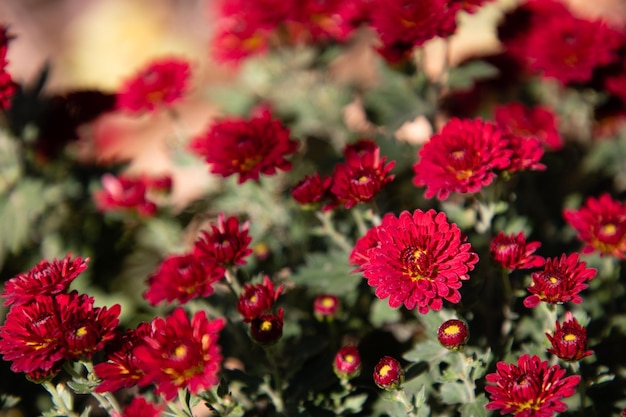 Close-up di piante a fiore rosso