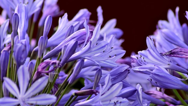 Close-up di piante a fiore viola