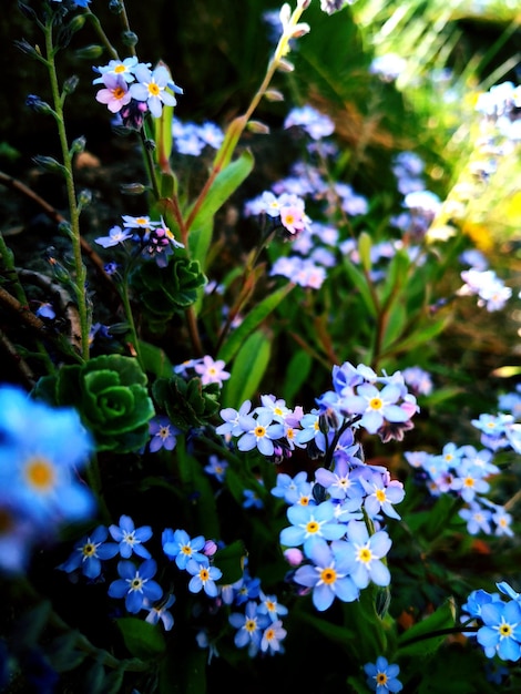 Close-up di piante a fiori bianchi nel parco