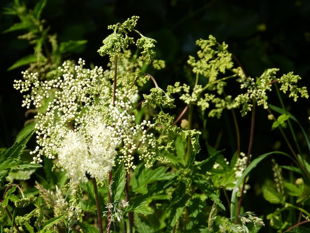 Close-up di piante a fiori bianchi