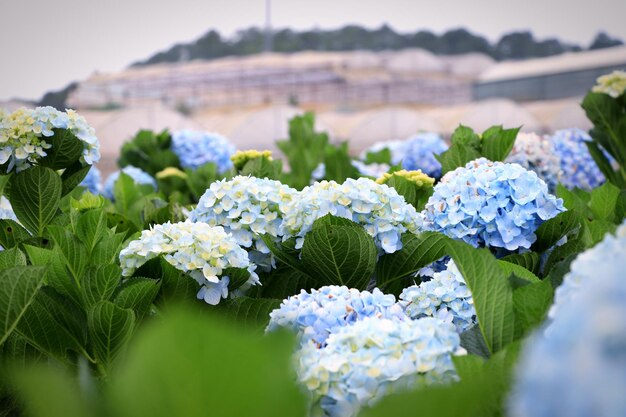 Close-up di piante a fiori bianchi