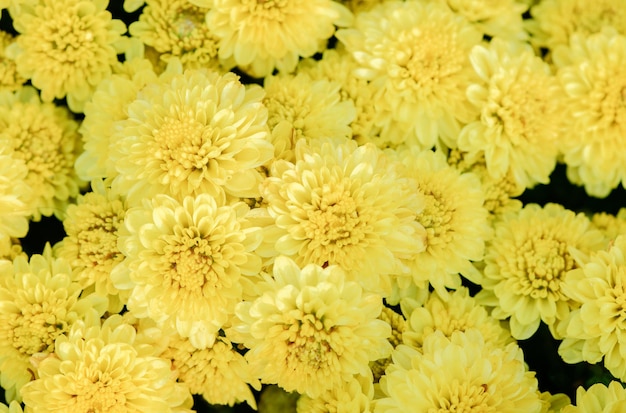 Close-up di piante a fiori gialli