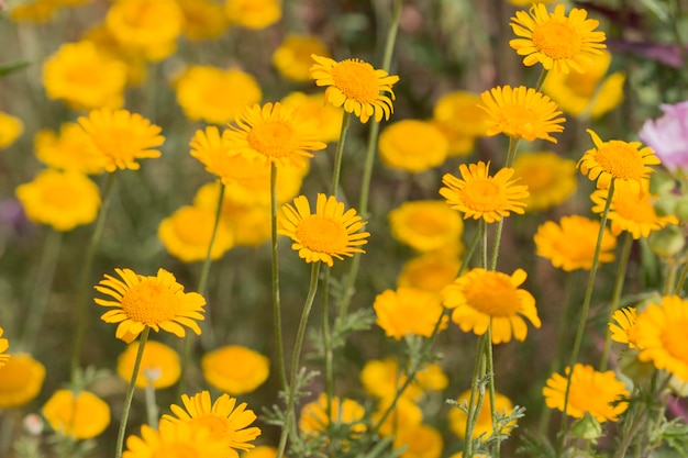 Close-up di piante a fiori gialli