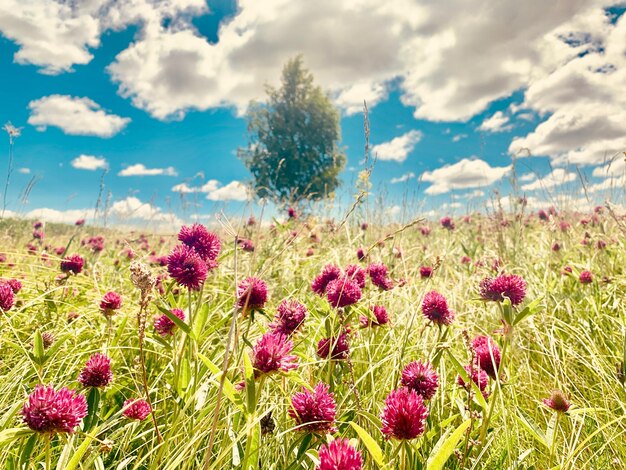 Close-up di piante a fiori rosa sul campo contro il cielo