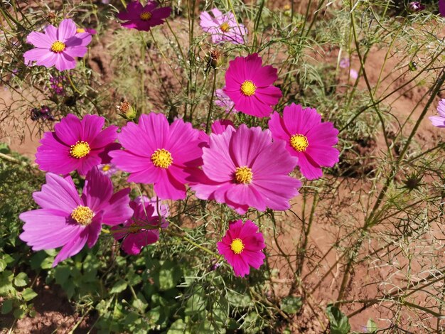 Close-up di piante a fiori rosa sul campo.