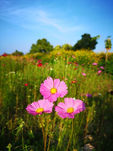 Close-up di piante a fiori rosa sul campo