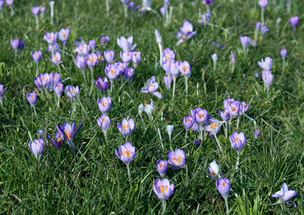 Close-up di piante a fiori viola sul campo