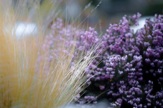 Close-up di piante a fiori viola sul campo