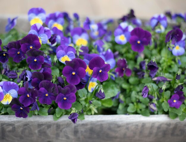 Close-up di piante a fiori viola