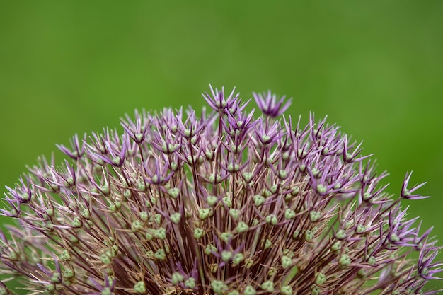 Close-up di piante a fiori viola