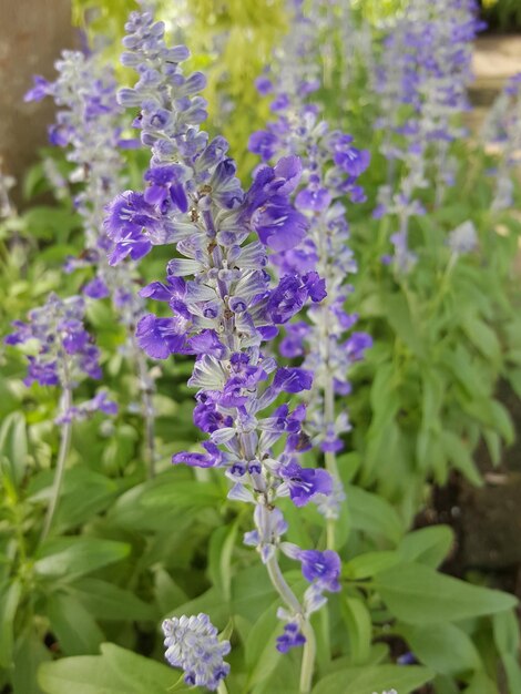 Close-up di piante a fiori viola