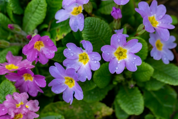 Close-up di piante a fiori viola