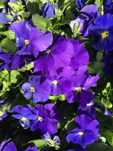 Close-up di piante a fiori viola