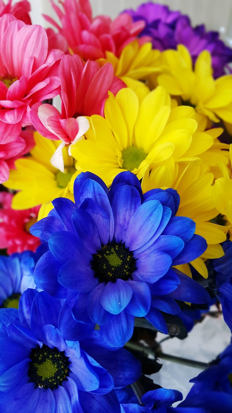 Foto close-up di piante a fiori viola