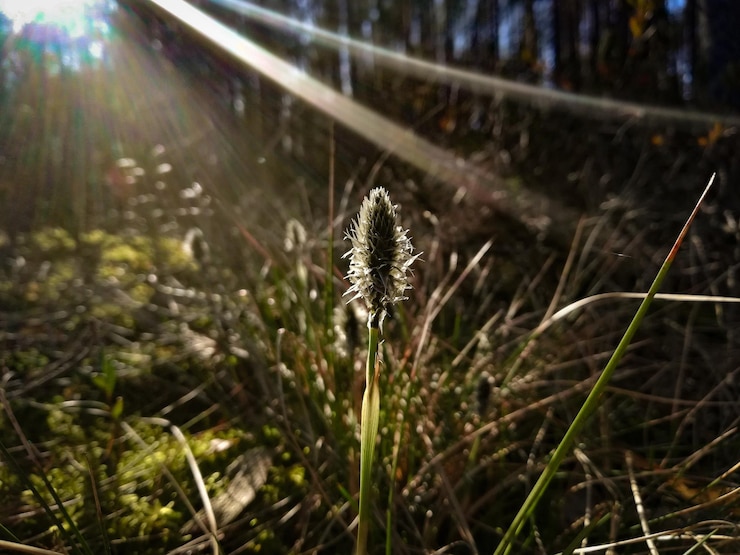 Foto close-up di piante da fiore a terra