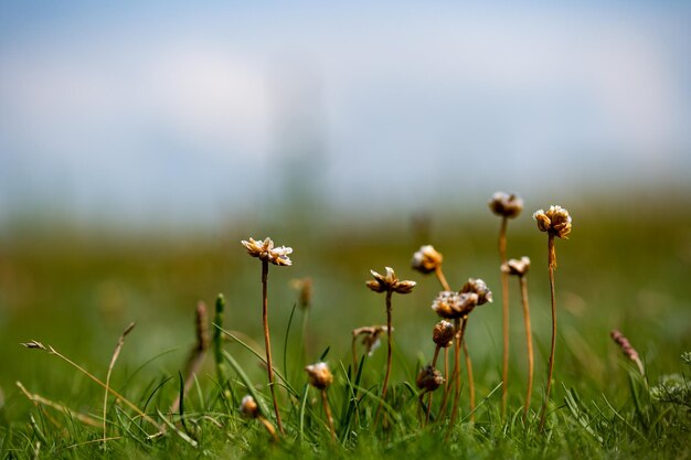 Close-up di piante da fiore sul campo