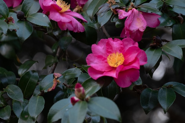Close-up di piante da fiore
