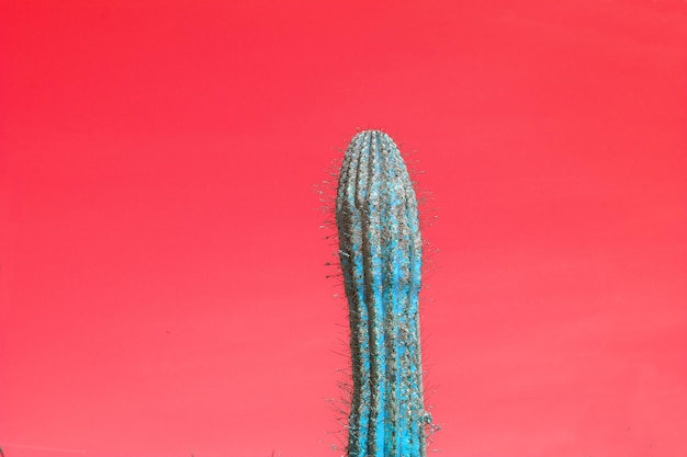 Close-up di piante di cactus su uno sfondo rosso