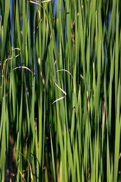 Close-up di piante di grano che crescono sul campo