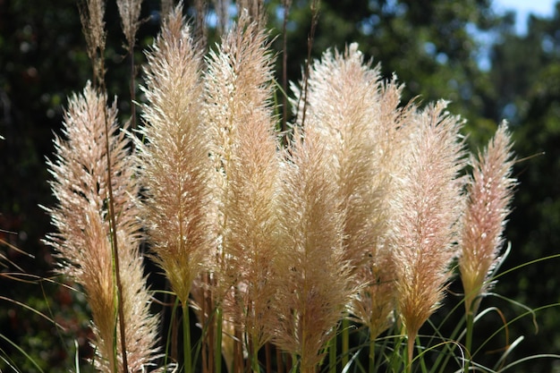 Close-up di piante fresche sul campo