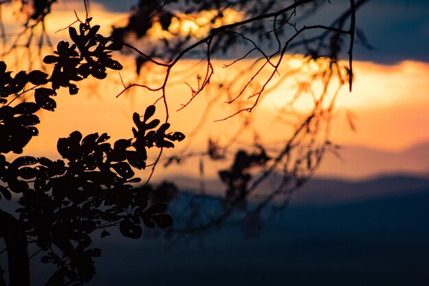 Close-up di piante silhouette contro il cielo durante il tramonto.
