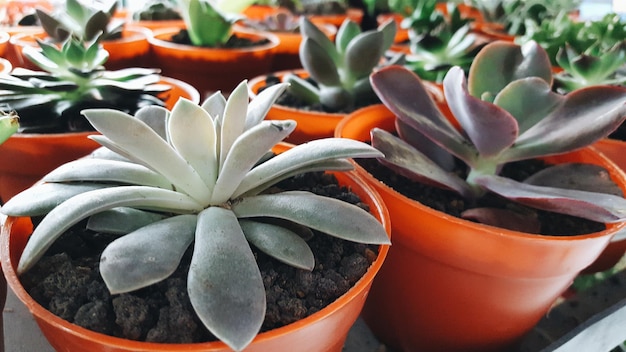Close-up di piante succulente in vaso in serra