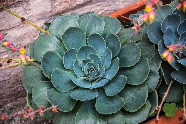 Close-up di piante succulente