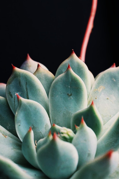 Close-up di piante succulente