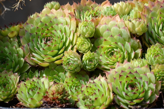 Close-up di piante succulente