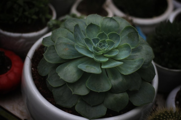 Close-up di piante succulente