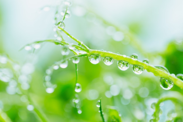 Close up di piselli microgreen germogli con gocce d'acqua. Frash germogli crudi, micro verdure, concetto di cibo sano