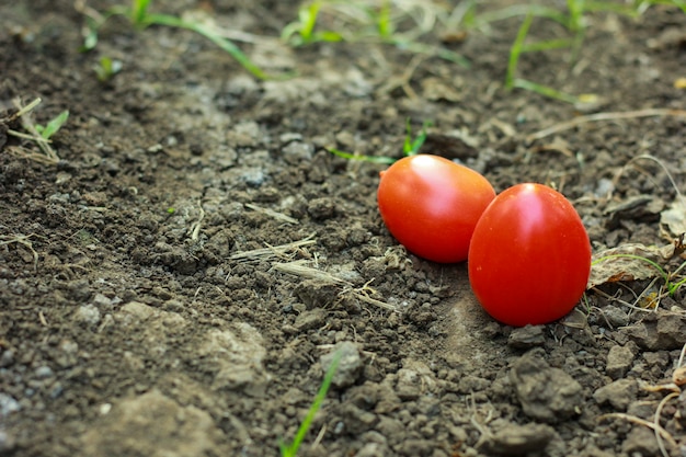 Close-up di pomodori freschi e maturi sullo sfondo del suolo