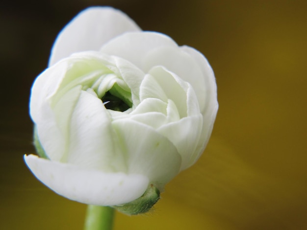 Close-up di ranunculus bianco che cresce all'aperto