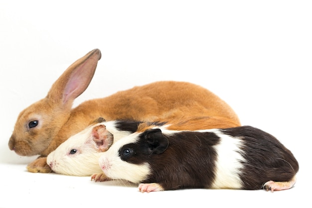 Close-up di rex coniglio e cavia