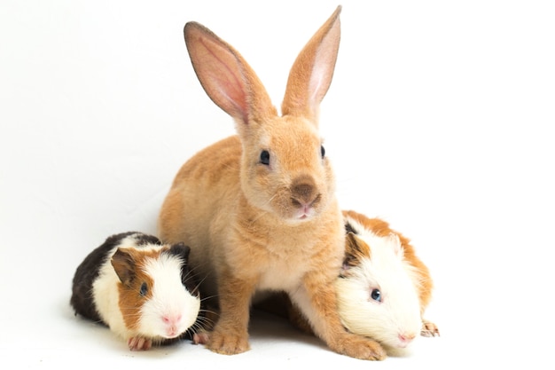 Close-up di rex coniglio e cavia