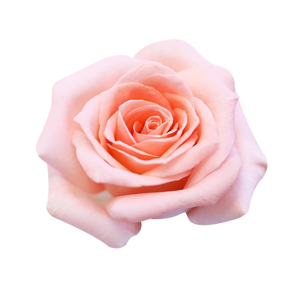 Close-up di rosa su sfondo bianco